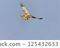Western marsh harrier (Circus aeruginosus) gracefully carrying a twig in the clear sky above a serene landscape during daylight 125432633