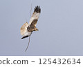 Western marsh harrier (Circus aeruginosus) gracefully carrying a twig in the clear sky above a serene landscape during daylight 125432634