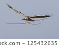 Western marsh harrier (Circus aeruginosus) gracefully carrying a twig in the clear sky above a serene landscape during daylight 125432635