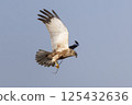 Western marsh harrier (Circus aeruginosus) gracefully carrying a twig in the clear sky above a serene landscape during daylight 125432636