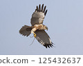 Western marsh harrier (Circus aeruginosus) gracefully carrying a twig in the clear sky above a serene landscape during daylight 125432637