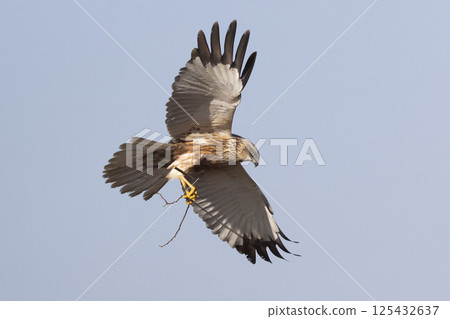 Western marsh harrier (Circus aeruginosus) gracefully carrying a twig in the clear sky above a serene landscape during daylight 125432637