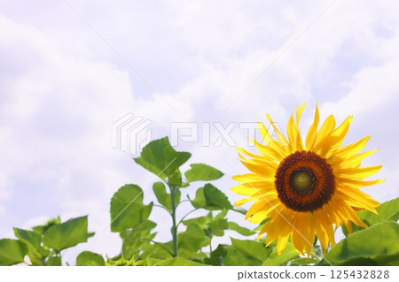 向日葵綻放在夏日的天空 125432828