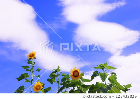 向日葵綻放在夏日的天空 向日葵綻放在夏日的天空 125432829