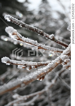 Light Residing in Frozen Branches Light Residing in Frozen Branches 125432832