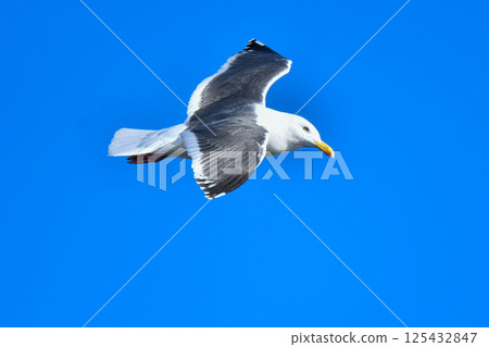 A beautiful and graceful white Slaty-backed Gull flying against the blue sea and blue sky of Hokkaido in winter 125432847