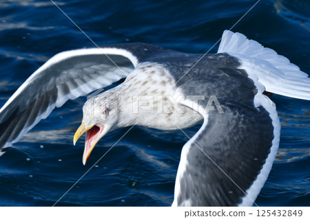 A beautiful and graceful white Slaty-backed Gull flying against the blue sea and blue sky of Hokkaido in winter A beautiful and graceful white Slaty-backed Gull flying against the blue sea and blue sky of Hokkaido in winter 125432849