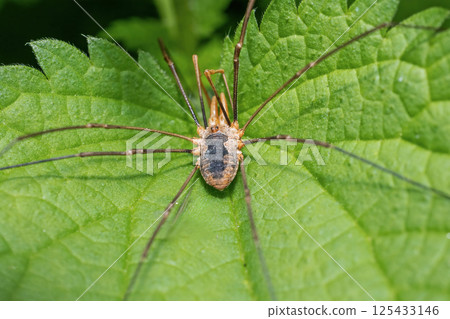 Closeup view of brown harvestman (Phalangium opilio ). Closeup view of brown harvestman (Phalangium opilio ). 125433146