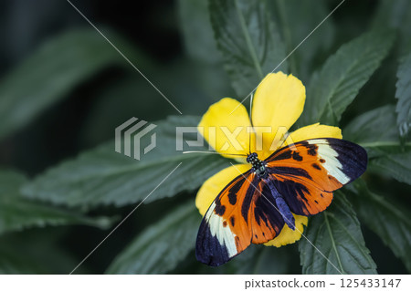High angle view of Heliconius heca lesia or five-spotted longwing butterfly 125433147
