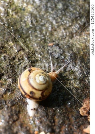 Mountain snail Mountain snail 125433166
