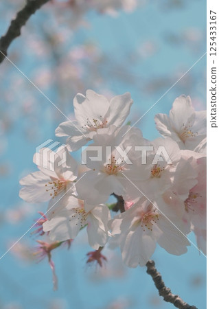 Sakura that shines in the blue sky 125433167
