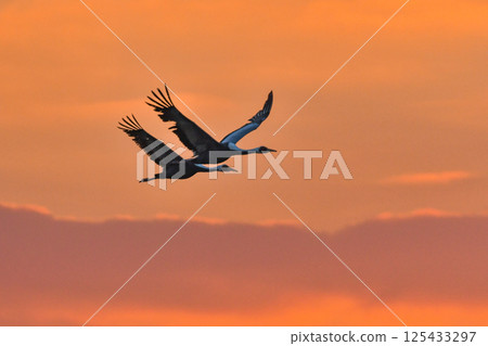 被指定為天然紀念物的美麗日本野鳥白枕鶴，在冬季成群結隊地飛到九州鹿兒島。 125433297