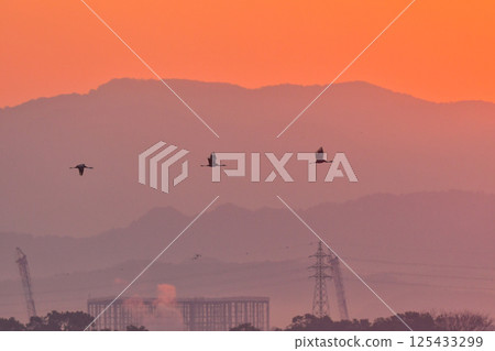 A beautiful Japanese wild bird designated as a natural monument, the white-naped crane, visits Kagoshima, Kyushu in winter in flocks. 125433299