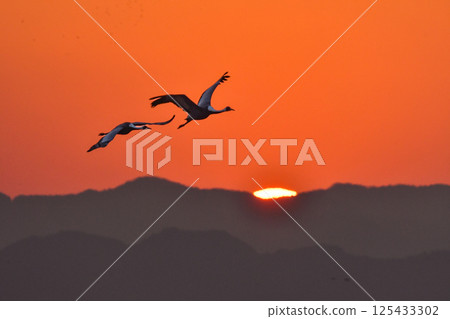 A beautiful Japanese wild bird designated as a natural monument, the white-naped crane, visits Kagoshima, Kyushu in winter in flocks. A beautiful Japanese wild bird designated as a natural monument, the white-naped crane, visits Kagoshima, Kyushu in winter in flocks. 125433302