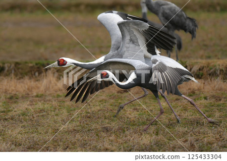 被指定為天然紀念物的美麗日本野鳥白枕鶴，在冬季成群結隊地飛到九州鹿兒島。 125433304