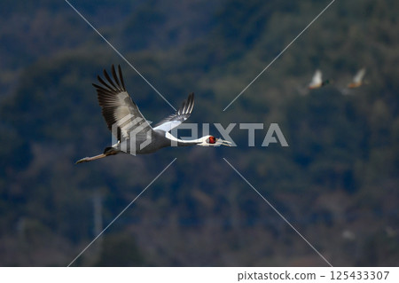 A beautiful Japanese wild bird designated as a natural monument, the white-naped crane, visits Kagoshima, Kyushu in winter in flocks. A beautiful Japanese wild bird designated as a natural monument, the white-naped crane, visits Kagoshima, Kyushu in winter in flocks. 125433307