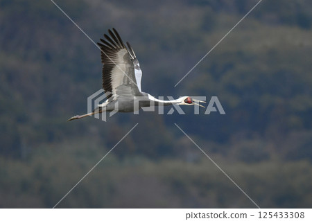 被指定為天然紀念物的美麗日本野鳥白枕鶴，在冬季成群結隊地飛到九州鹿兒島。 125433308