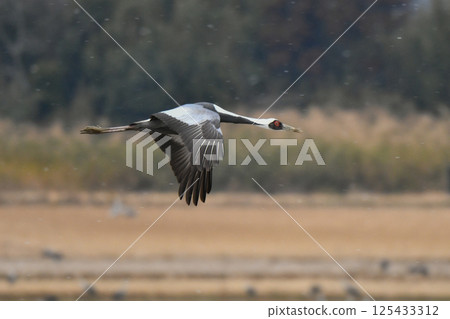 被指定為天然紀念物的美麗日本野鳥白枕鶴，在冬季成群結隊地飛到九州鹿兒島。 125433312