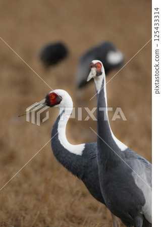 被指定為天然紀念物的美麗日本野鳥白枕鶴，在冬季成群結隊地飛到九州鹿兒島。 125433314