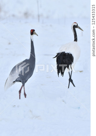 被指定為天然紀念物的美麗日本野鳥白枕鶴，在冬季成群結隊地飛到九州鹿兒島。 125433315