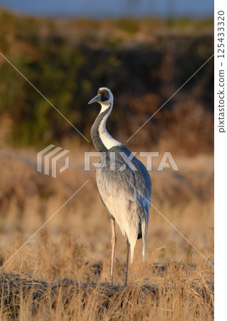 A beautiful Japanese wild bird designated as a natural monument, the white-naped crane, visits Kagoshima, Kyushu in winter in flocks. A beautiful Japanese wild bird designated as a natural monument, the white-naped crane, visits Kagoshima, Kyushu in winter in flocks. 125433320