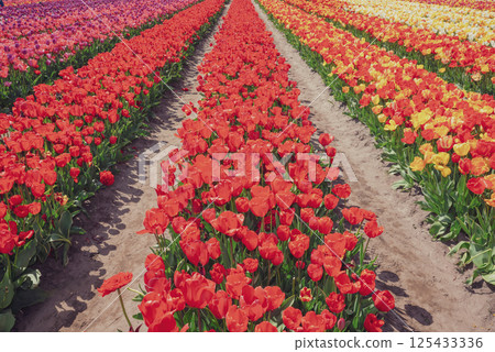 Famous tulip fields in the Netherlands. Beautiful tulip fields in spring. Famous tulip fields in the Netherlands. Beautiful tulip fields in spring. 125433336