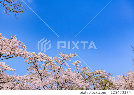 藏王山七宿水壩公園的春天 125433374