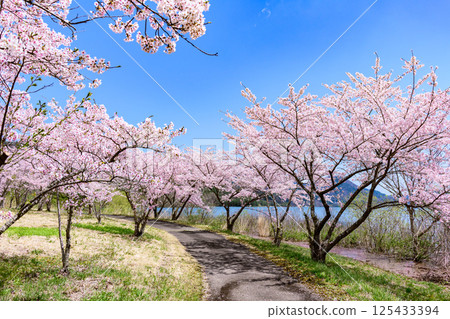 Spring at Shichikashuku Dam Park, Mt. Zao Spring at Shichikashuku Dam Park, Mt. Zao 125433394