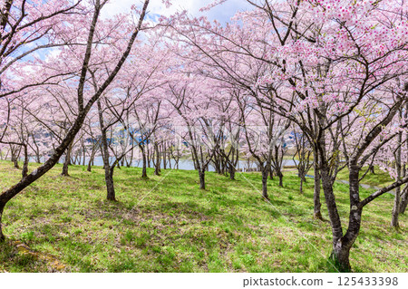 Spring at Shichikashuku Dam Park, Mt. Zao Spring at Shichikashuku Dam Park, Mt. Zao 125433398