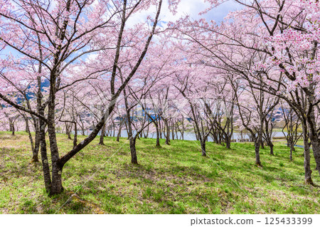 Spring at Shichikashuku Dam Park, Mt. Zao Spring at Shichikashuku Dam Park, Mt. Zao 125433399
