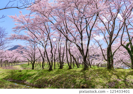 Spring at Shichikashuku Dam Park, Mt. Zao 125433401