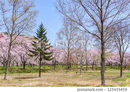 藏王山七宿水壩公園的春天 藏王山七宿水壩公園的春天 125433459