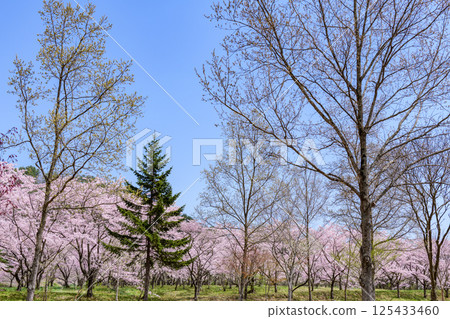 Spring at Shichikashuku Dam Park, Mt. Zao 125433460