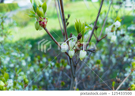 White flowers of Daeda Dengoshi 125433500