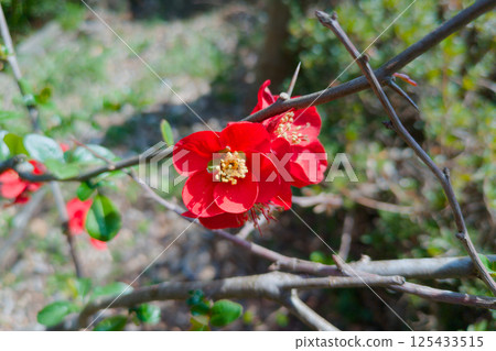 Red flower of red velvet Red flower of red velvet 125433515
