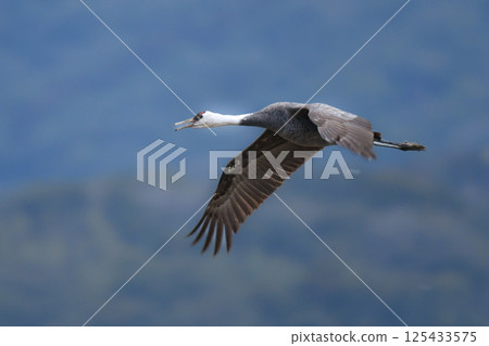 Hooded cranes are beautiful Japanese wild birds and a natural monument that visit Kagoshima, Kyushu, in large flocks in winter. 125433575
