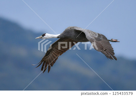 Hooded cranes are beautiful Japanese wild birds and a natural monument that visit Kagoshima, Kyushu, in large flocks in winter. Hooded cranes are beautiful Japanese wild birds and a natural monument that visit Kagoshima, Kyushu, in large flocks in winter. 125433579