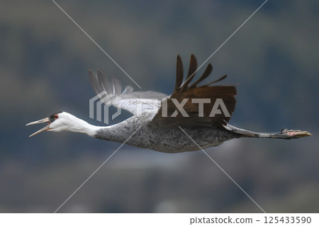 白頭鶴是日本美麗的野生鳥類，也是日本的天然紀念物，冬季時大群白頭鶴會飛到九州的鹿兒島。 125433590