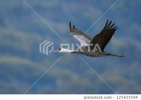 白頭鶴是日本美麗的野生鳥類，也是日本的天然紀念物，冬季時大群白頭鶴會飛到九州的鹿兒島。 125433594