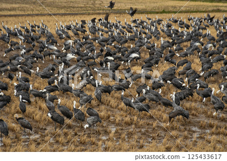 白頭鶴是日本美麗的野生鳥類,也是日本的天然紀念物,冬季時大群白頭鶴會飛到九州的鹿兒島。 白頭鶴是日本美麗的野生鳥類,也是日本的天然紀念物,冬季時大群白頭鶴會飛到九州的鹿兒島。 125433617