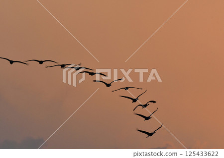 Hooded cranes are beautiful Japanese wild birds and a natural monument that visit Kagoshima, Kyushu, in large flocks in winter. Hooded cranes are beautiful Japanese wild birds and a natural monument that visit Kagoshima, Kyushu, in large flocks in winter. 125433622