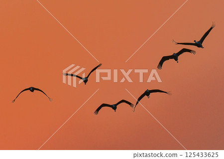 Hooded cranes are beautiful Japanese wild birds and a natural monument that visit Kagoshima, Kyushu, in large flocks in winter. 125433625
