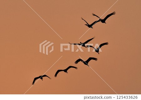 Hooded cranes are beautiful Japanese wild birds and a natural monument that visit Kagoshima, Kyushu, in large flocks in winter. 125433626