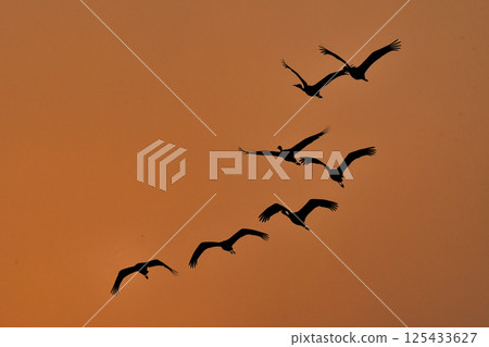 Hooded cranes are beautiful Japanese wild birds and a natural monument that visit Kagoshima, Kyushu, in large flocks in winter. 125433627