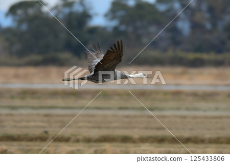 Hooded cranes are beautiful Japanese wild birds and a natural monument that visit Kagoshima, Kyushu, in large flocks in winter. 125433806