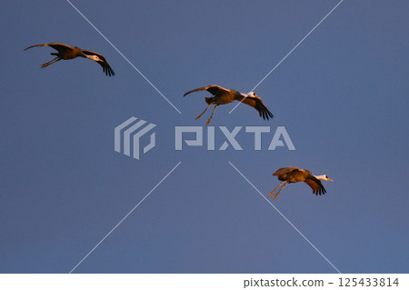 白頭鶴是日本美麗的野生鳥類,也是日本的天然紀念物,冬季時大群白頭鶴會飛到九州的鹿兒島。 白頭鶴是日本美麗的野生鳥類,也是日本的天然紀念物,冬季時大群白頭鶴會飛到九州的鹿兒島。 125433814