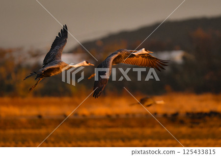 白頭鶴是日本美麗的野生鳥類，也是日本的天然紀念物，冬季時大群白頭鶴會飛到九州的鹿兒島。 125433815