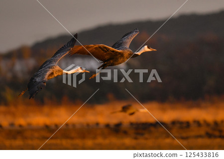 Hooded cranes are beautiful Japanese wild birds and a natural monument that visit Kagoshima, Kyushu, in large flocks in winter. 125433816
