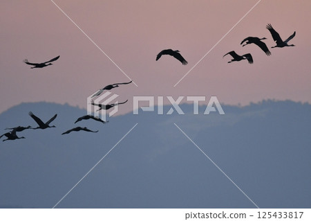 白頭鶴是日本美麗的野生鳥類，也是日本的天然紀念物，冬季時大群白頭鶴會飛到九州的鹿兒島。 125433817