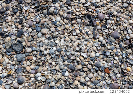 Small Sea Shells and Snail Shells on Beach Small Sea Shells and Snail Shells on Beach 125434062